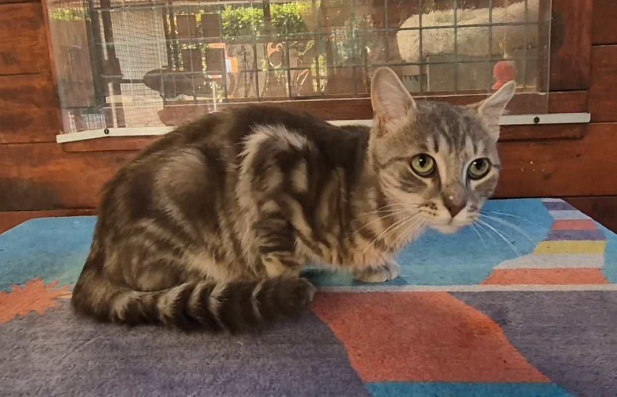 Pablo - Chat Européen à adopter - photo 5