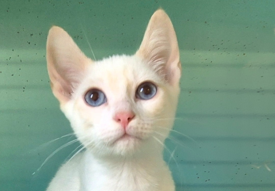 Touki - Chat Européen à adopter