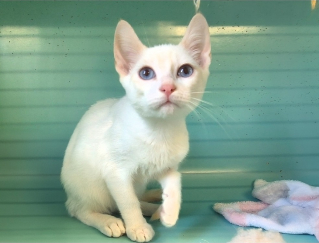 Touki - Chat Européen à adopter - photo 2