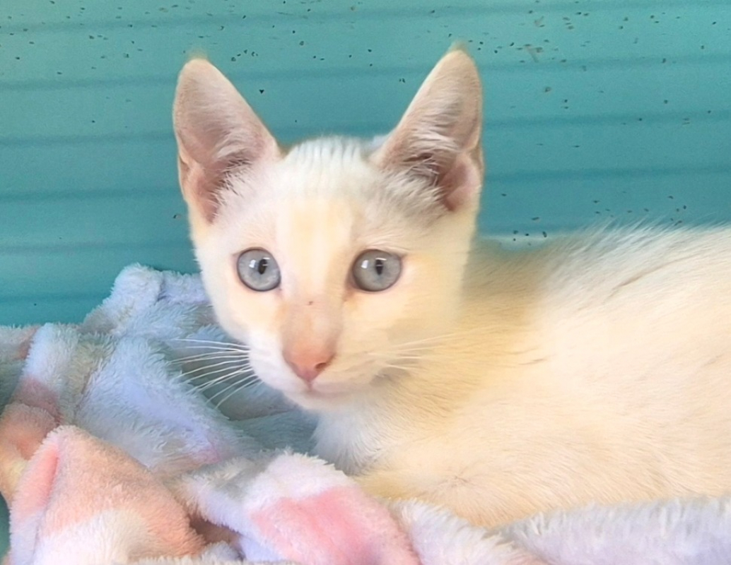 Ramses - Chat Européen à adopter - photo 3
