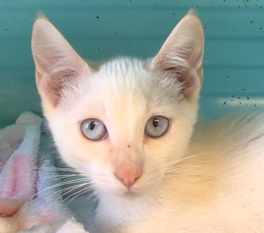 Ramses - Chat Européen à adopter