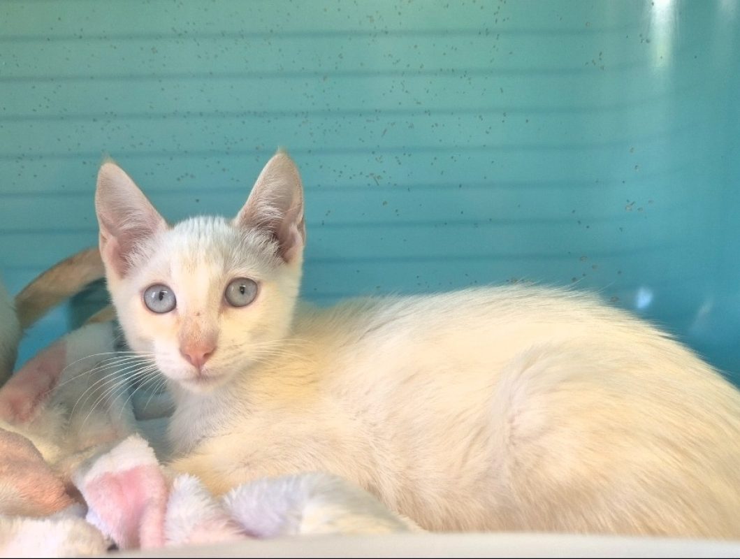 Ramses - Chat Européen à adopter - photo 2