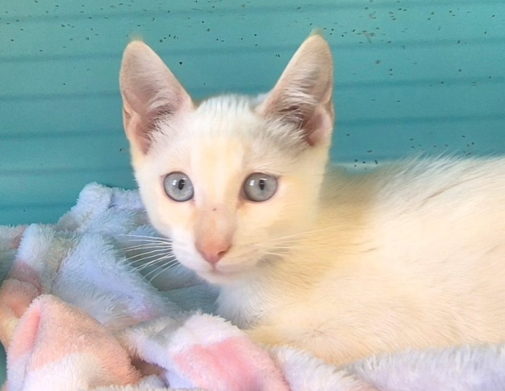 Ramses - Chat Européen à adopter - photo 3