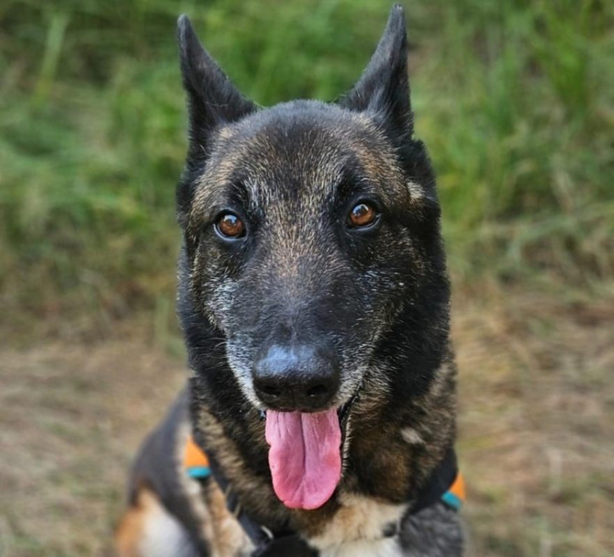 Angus - Chien Berger Belge Malinois à adopter