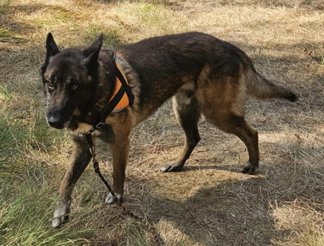 Angus - Chien Berger Belge Malinois à adopter - photo 2