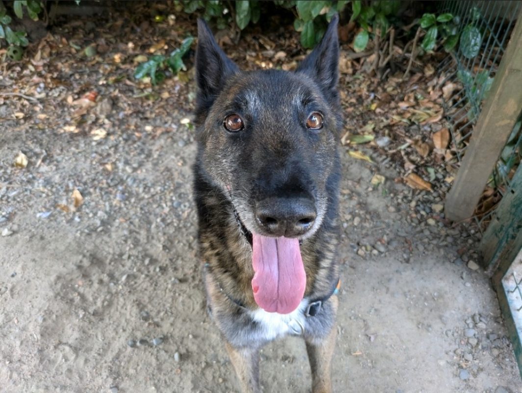 Angus - Chien Berger Belge Malinois à adopter - photo 3