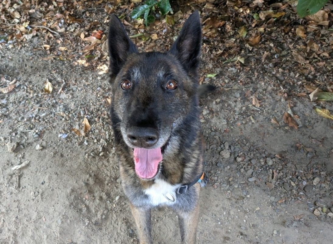 Angus - Chien Berger Belge Malinois à adopter - photo 4