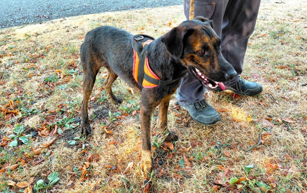 Rillette - Chien à adopter