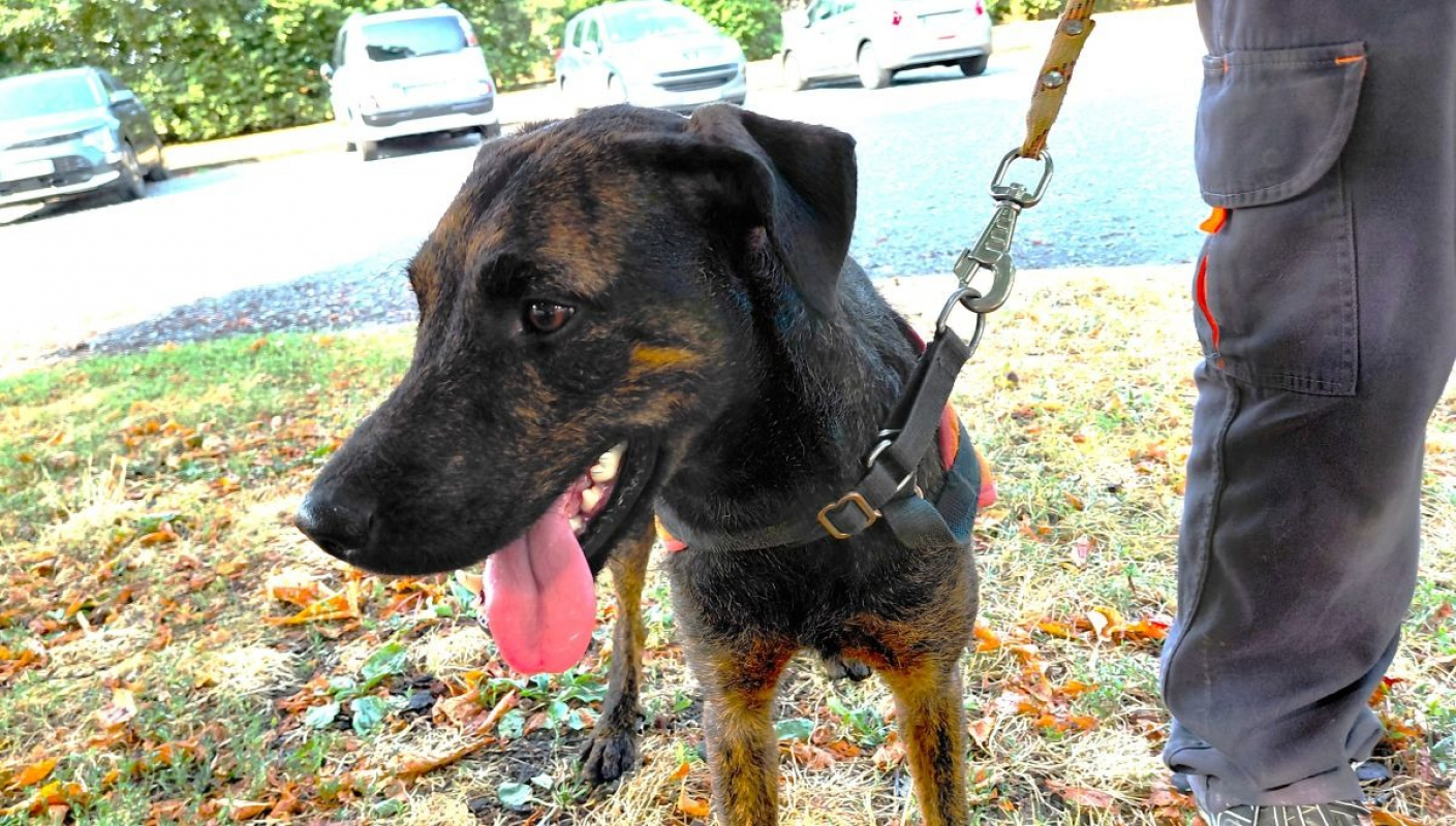 Rillette - Chien à adopter - photo 2