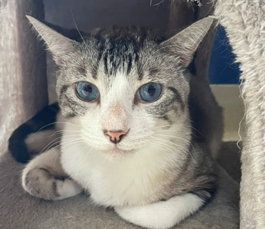 Emile - Chat à adopter