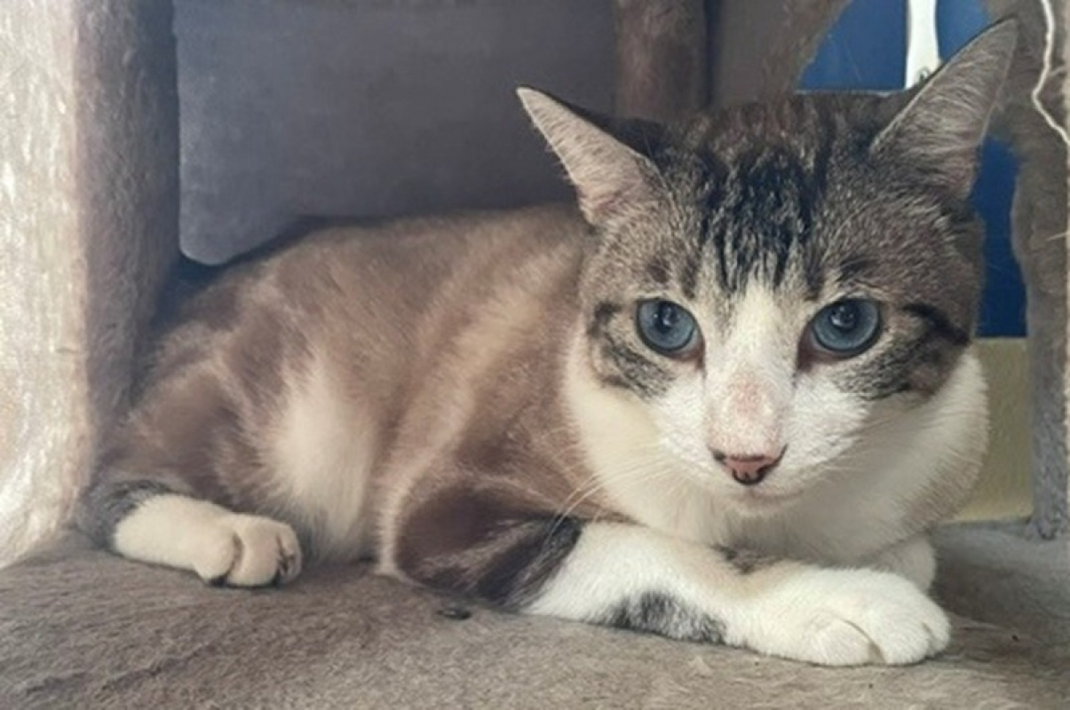 Emile - Chat à adopter - photo 2