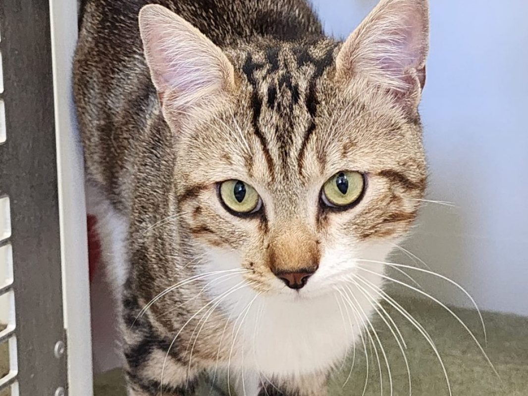 Confetti - Chat Européen à adopter