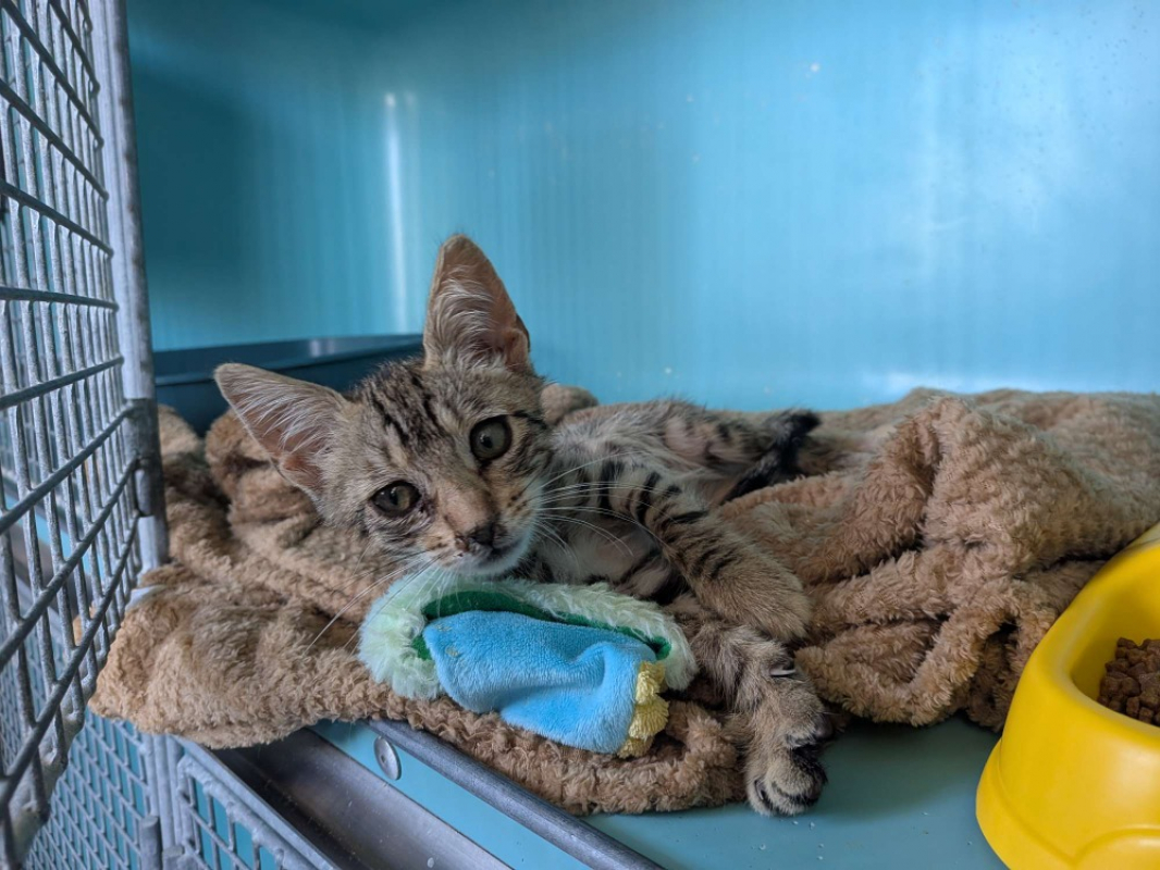Dakota - Chat Européen à adopter