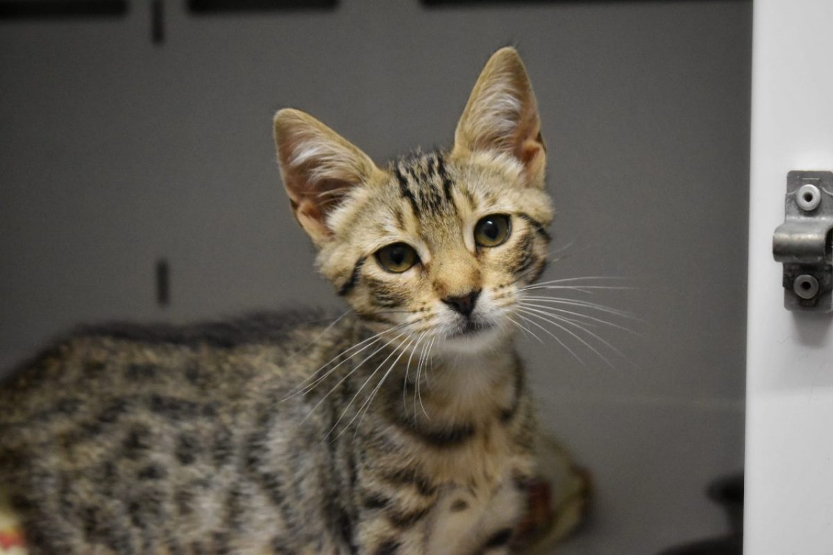 Dakota *réservé* - Chat Européen à adopter