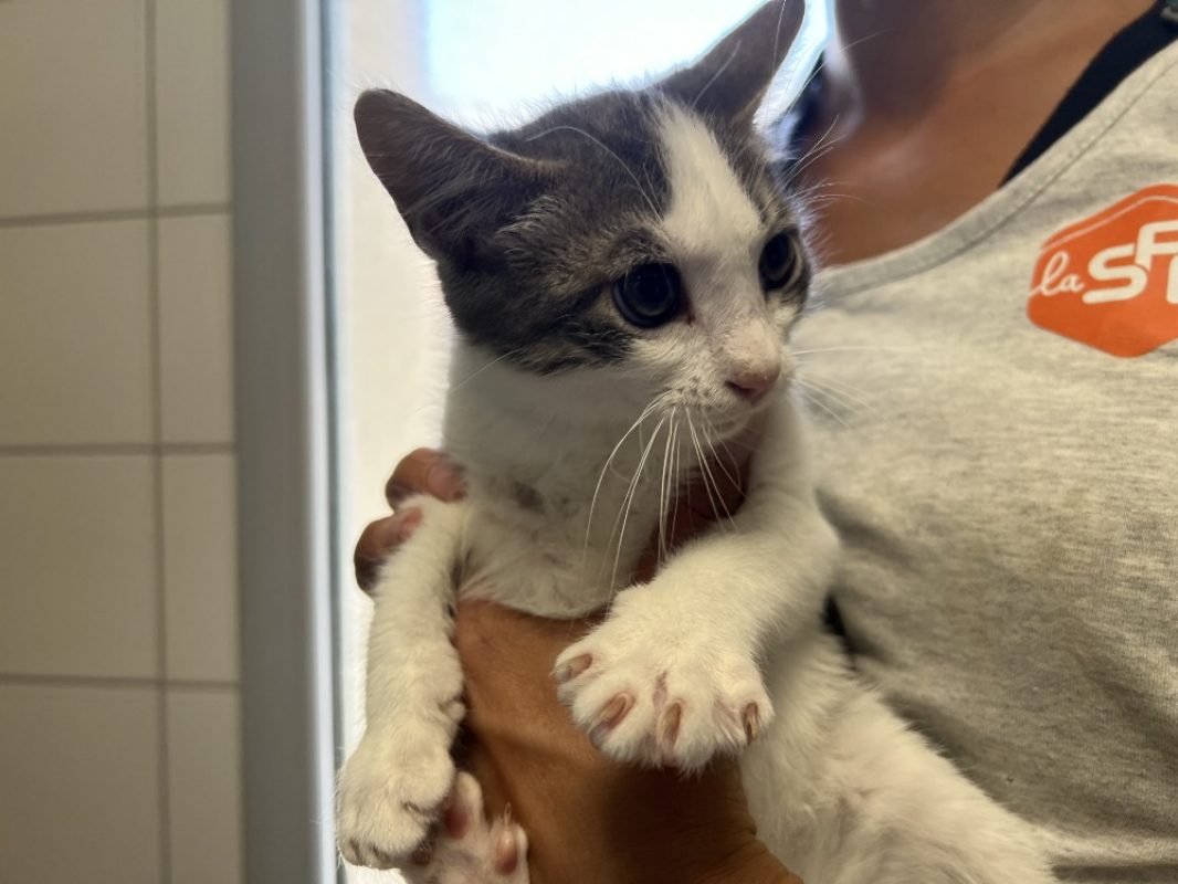 Bahia - Chat Européen à adopter