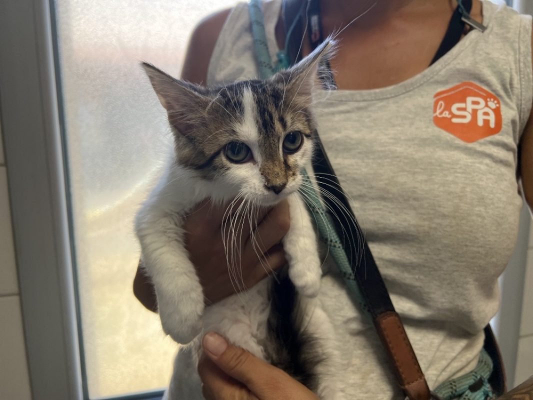 Nesquik - Chat Européen à adopter