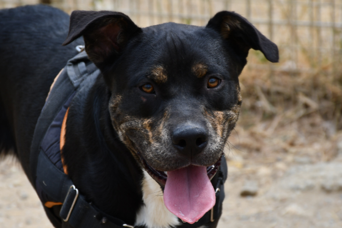 Willy - Chien à adopter