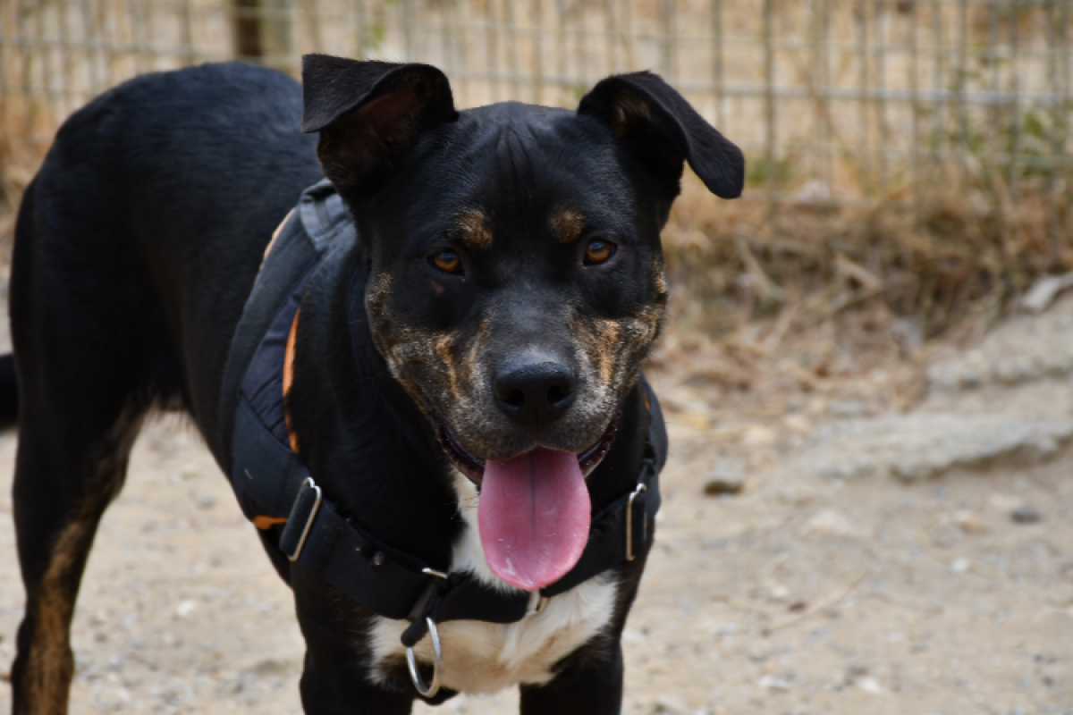 Willy - Chien à adopter - photo 2