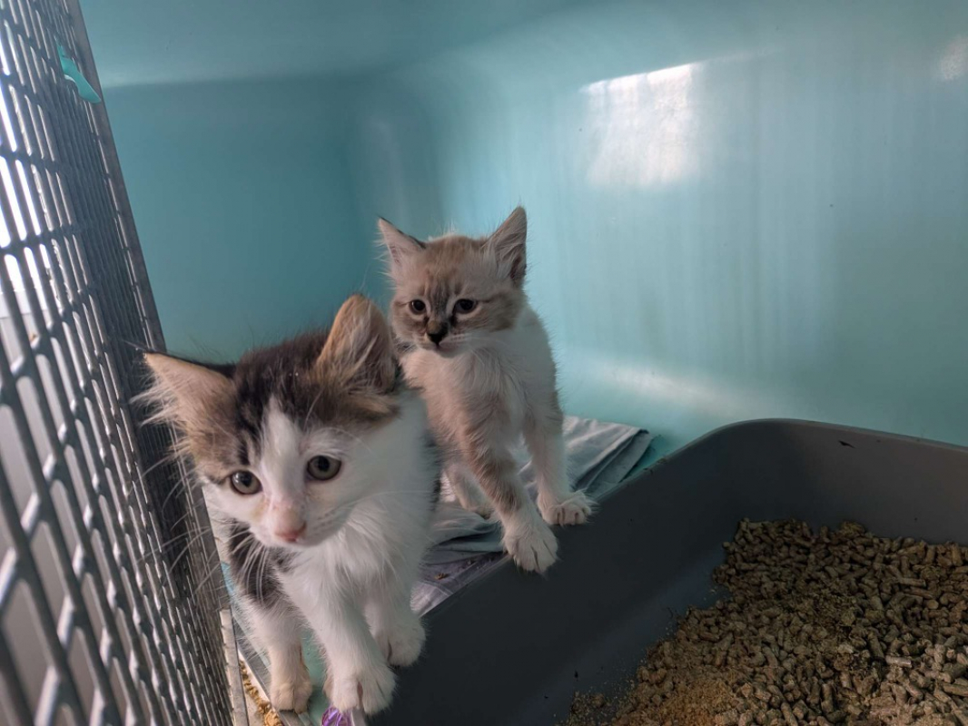 Queeny - Chat Européen à adopter