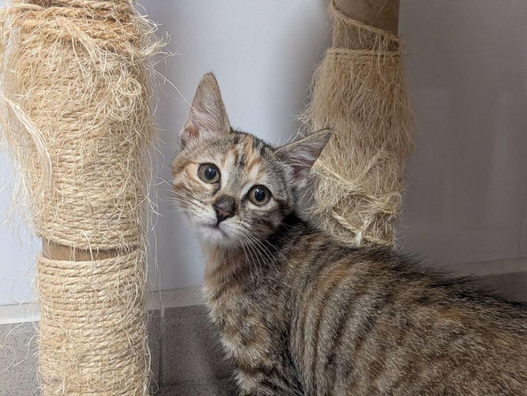 Kiara - Chat Européen à adopter