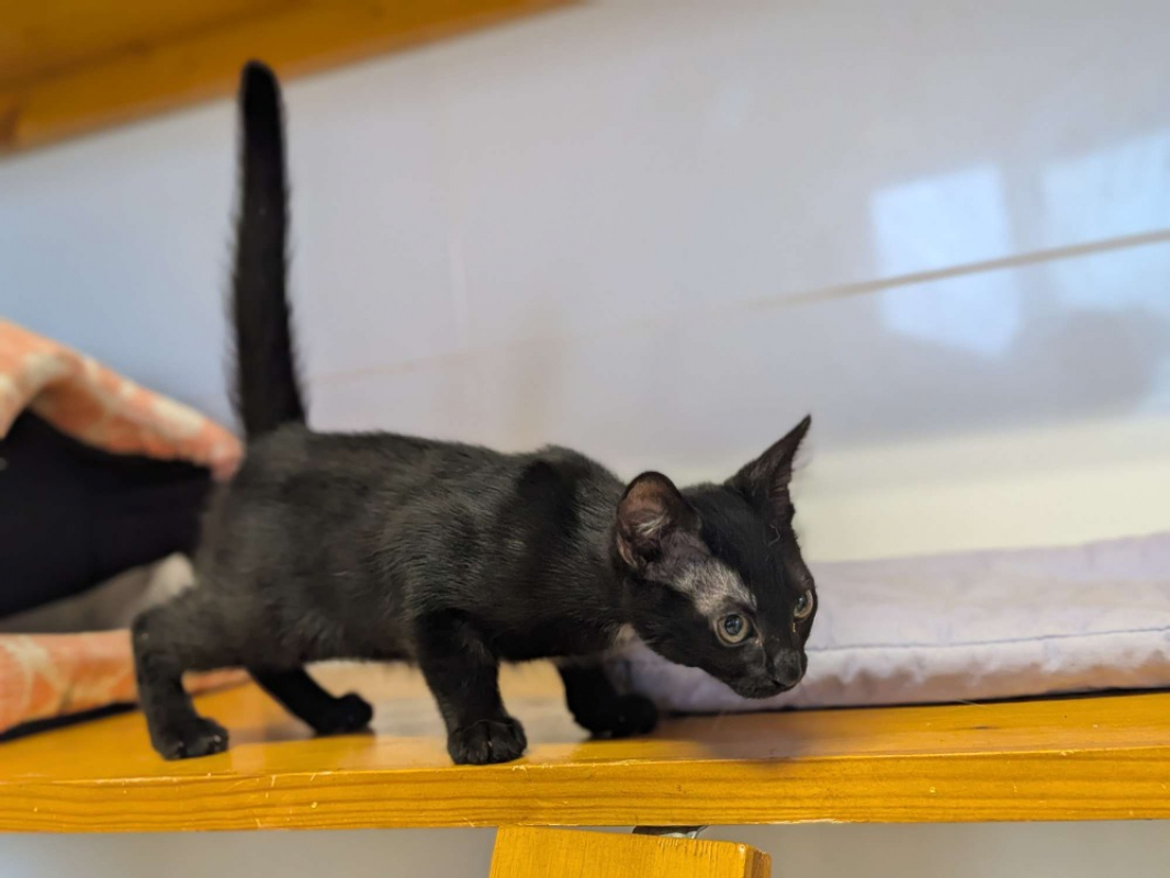 Kovu - Chat Européen à adopter