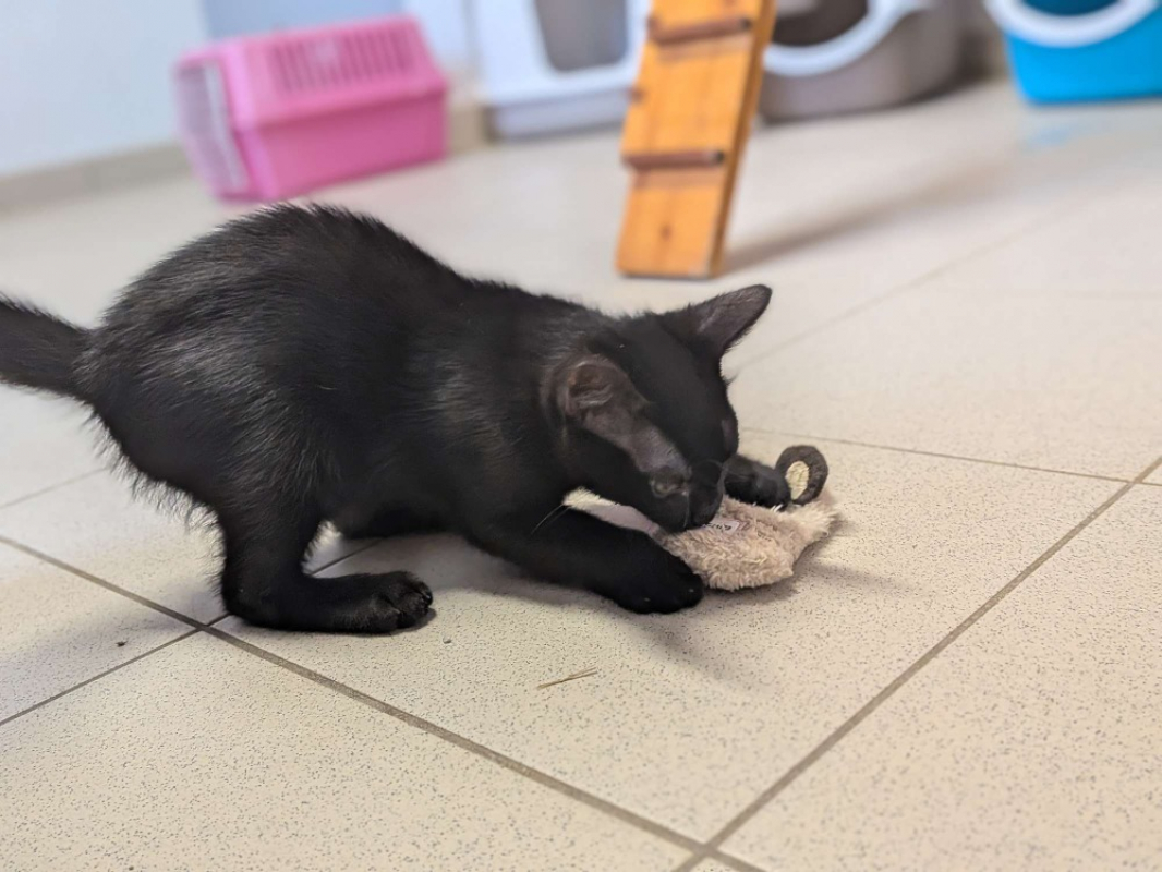 Kovu - Chat Européen à adopter - photo 2
