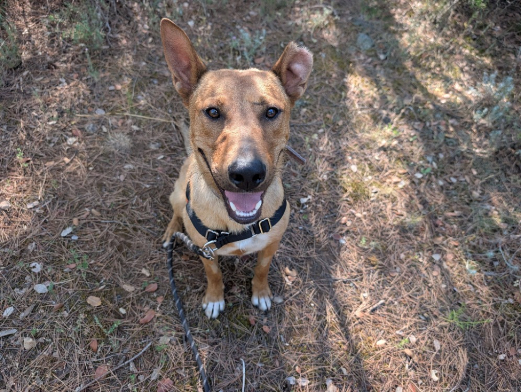 Firmin - Chien à adopter