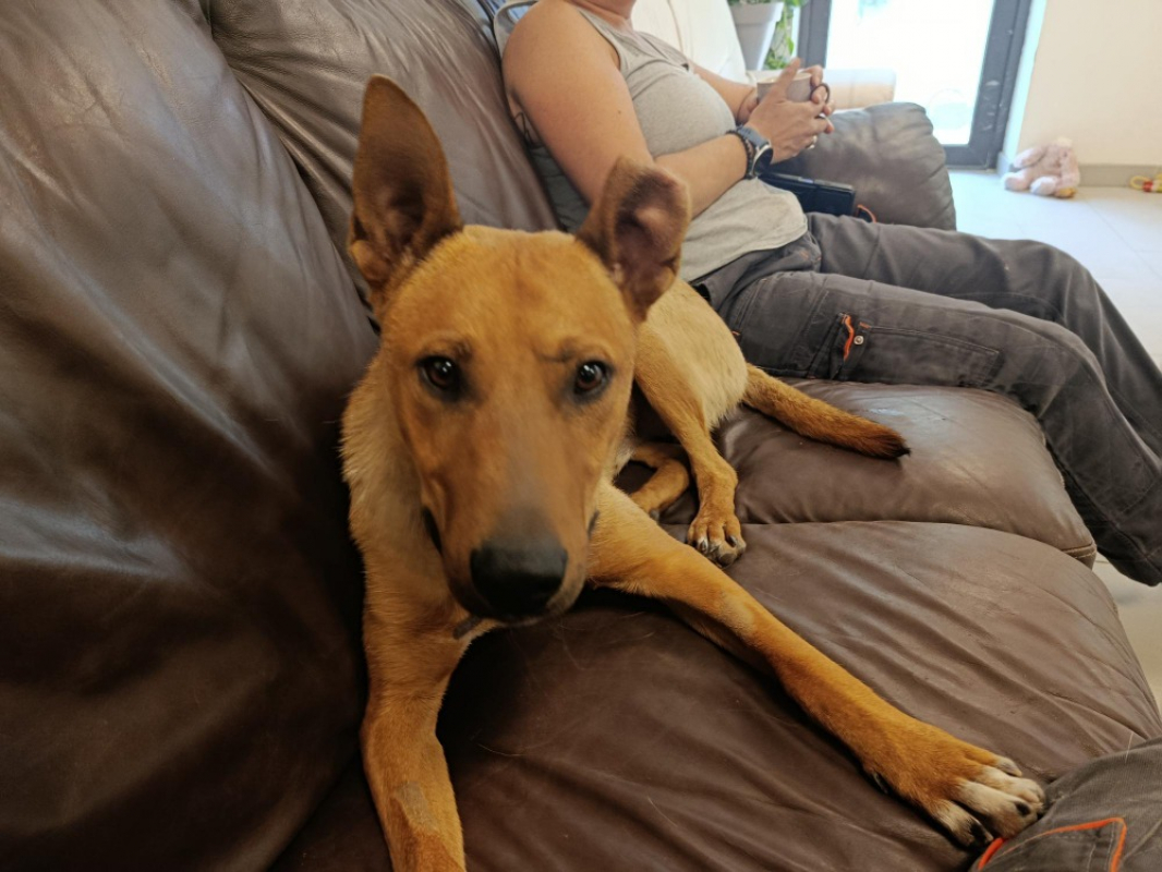 Firmin - Chien à adopter - photo 2