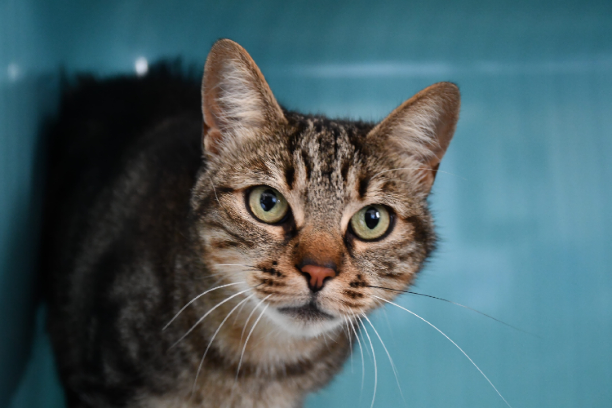 Nala - Chat Européen à adopter