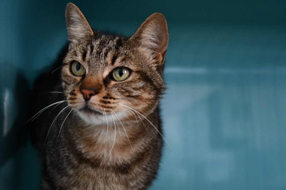 Nala - Chat Européen à adopter - photo 2