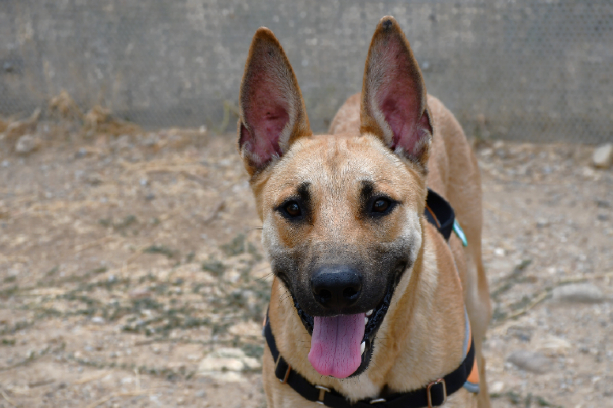 Dewey - Chien Berger Belge Malinois à adopter