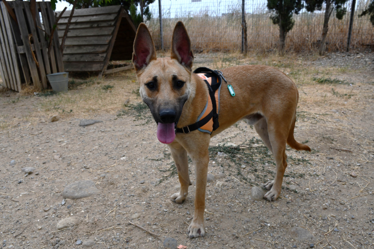 Dewey - Chien Berger Belge Malinois à adopter - photo 2