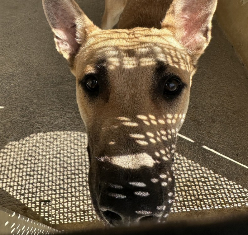 Dewey - Chien Berger Belge Malinois à adopter - photo 3