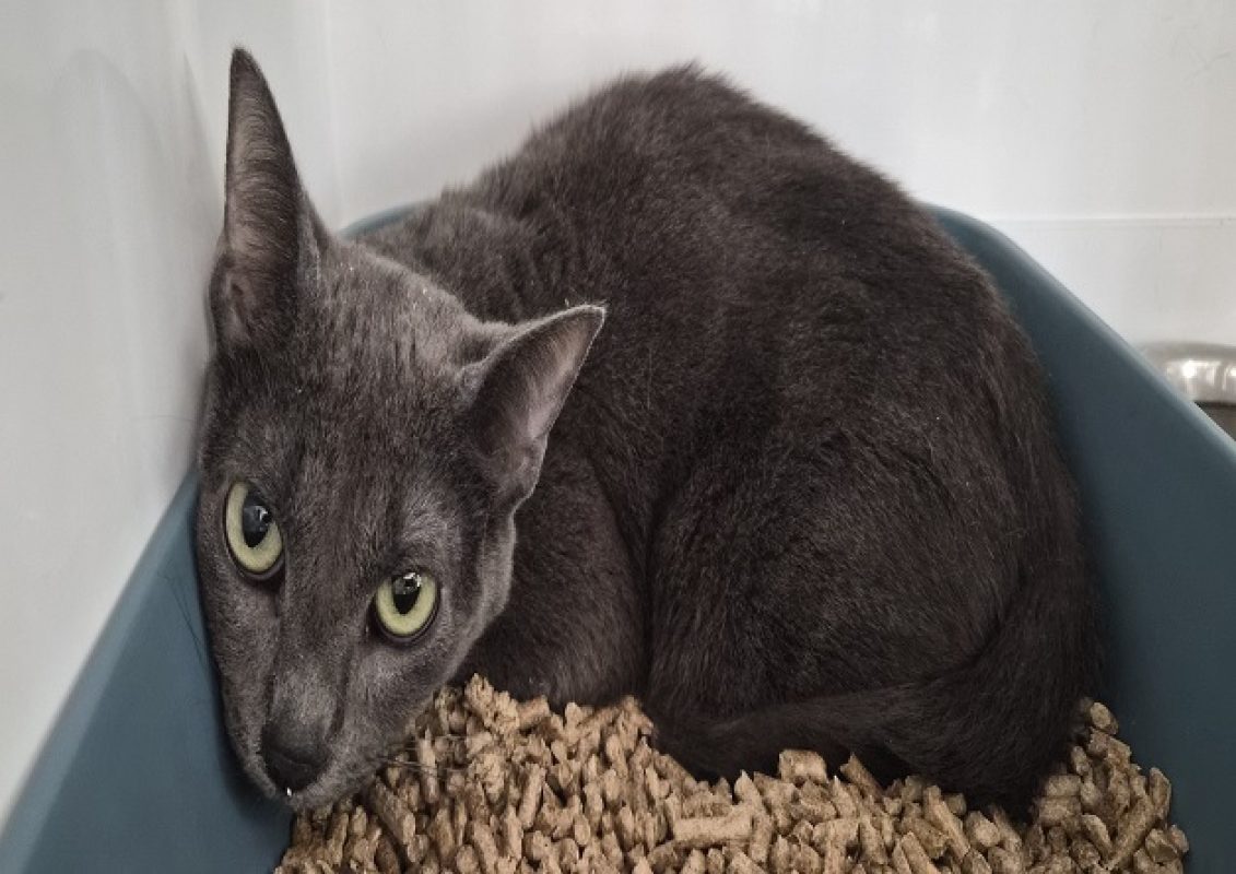 Ardoise - Chat Européen à adopter