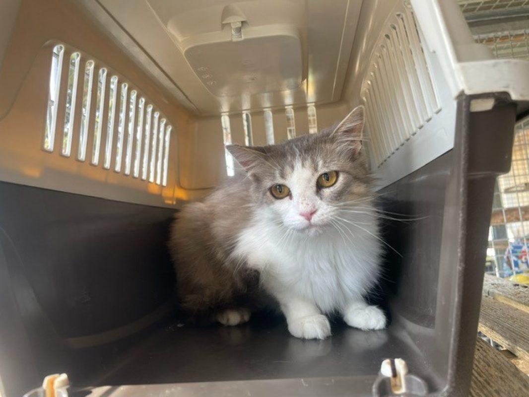 Duchesse - Chat Européen à adopter