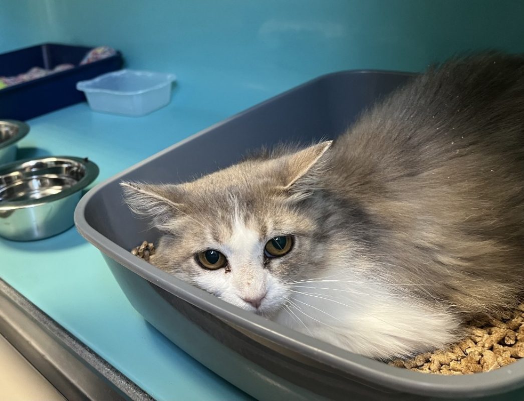 Duchesse - Chat Européen à adopter - photo 2