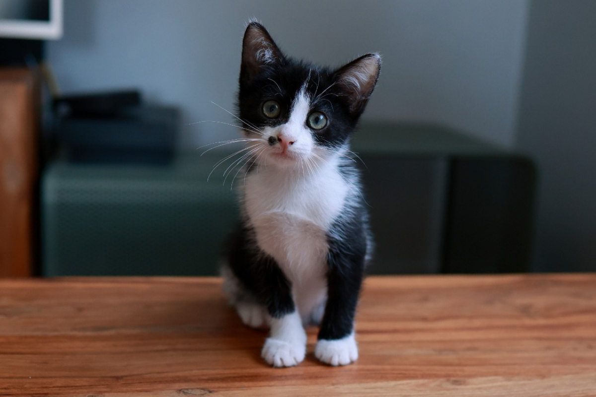 Grammy - Chat Européen à adopter