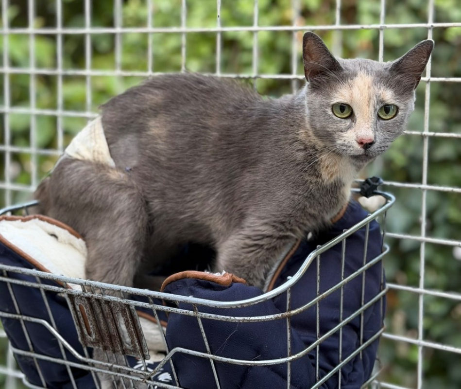 Aveline - Chat Européen à adopter