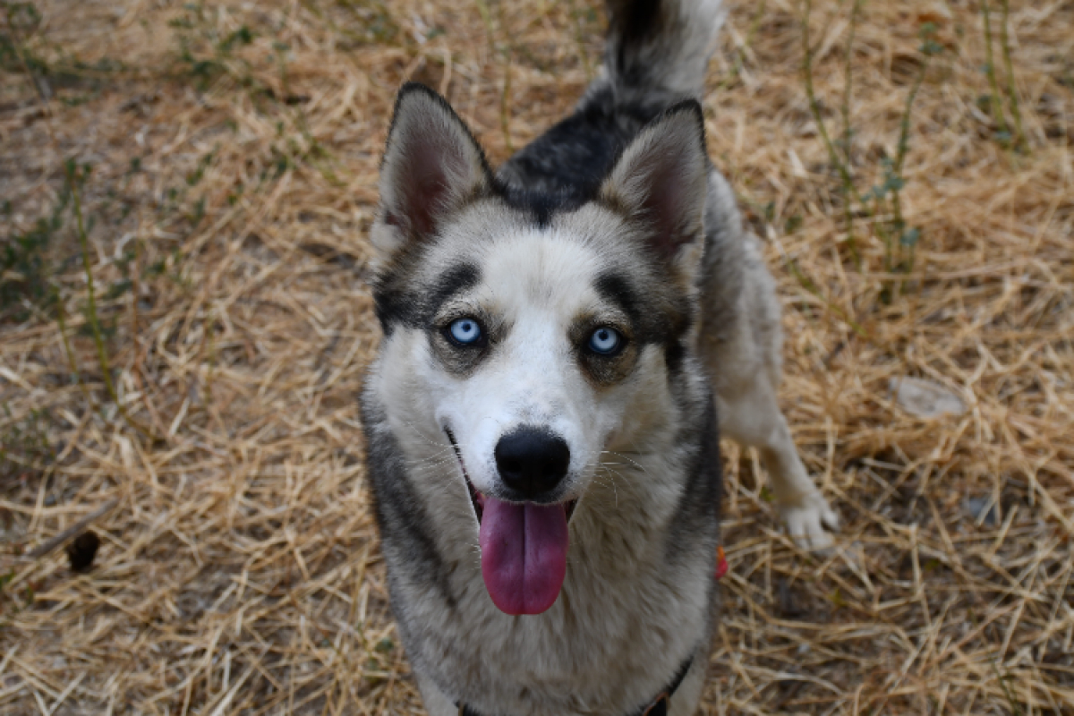 Lyna "en cours d'adoption" - Chien Husky Sibérien à adopter