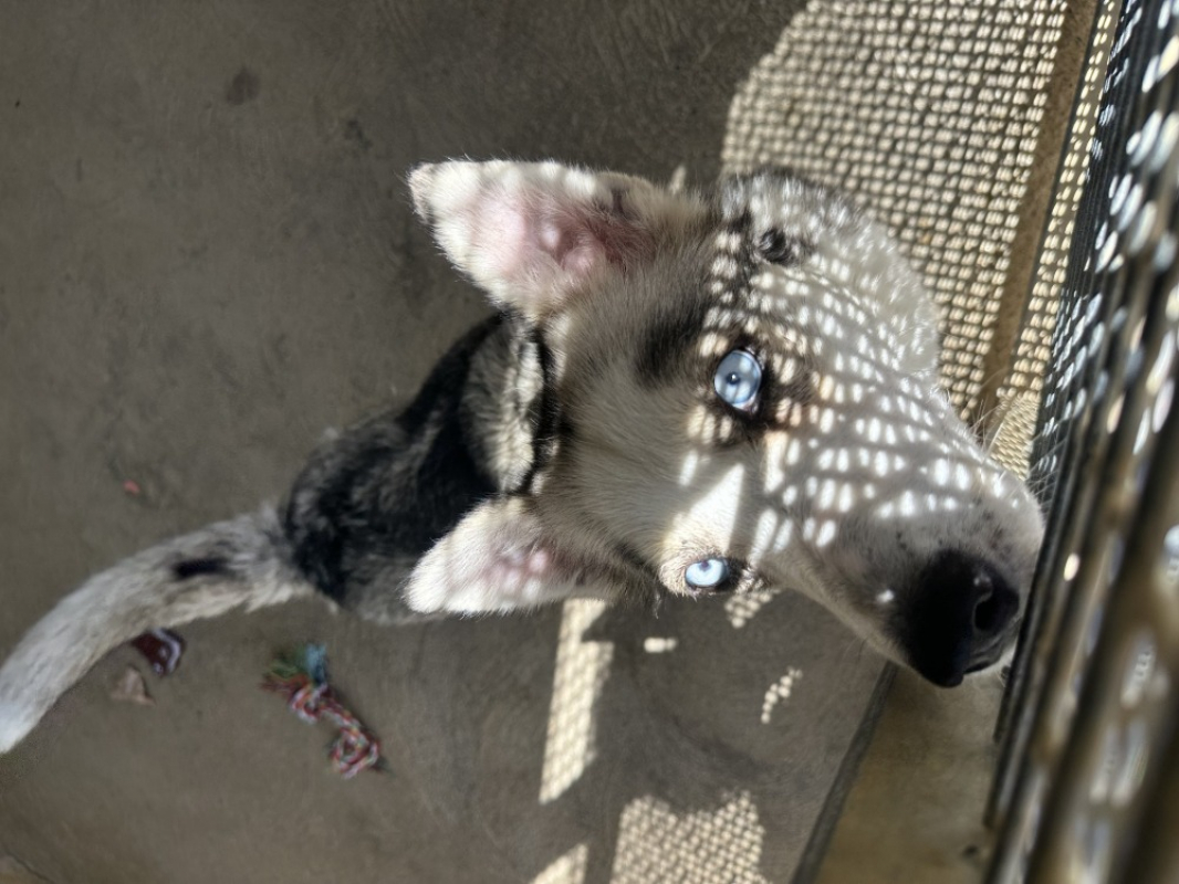 Lyna "en cours d'adoption" - Chien Husky Sibérien à adopter - photo 2