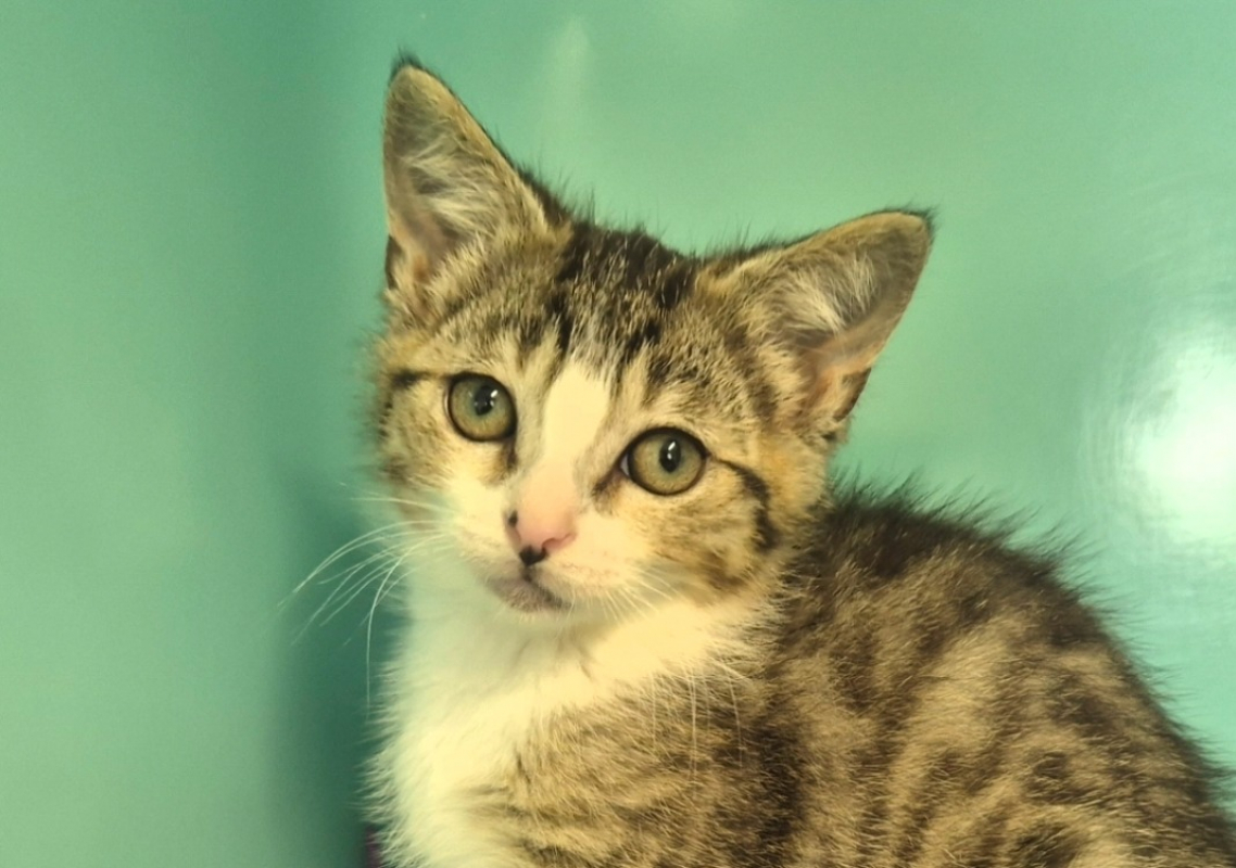 Silver - Chat Européen à adopter