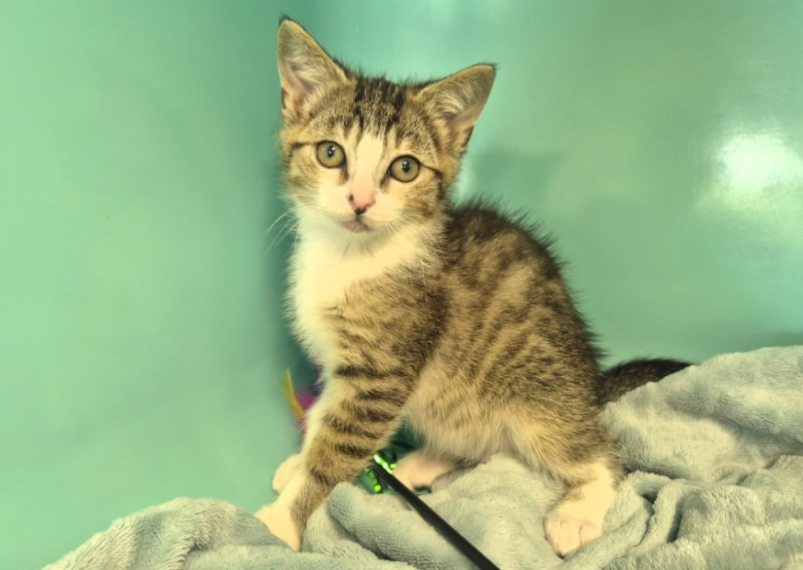 Silver - Chat Européen à adopter - photo 4