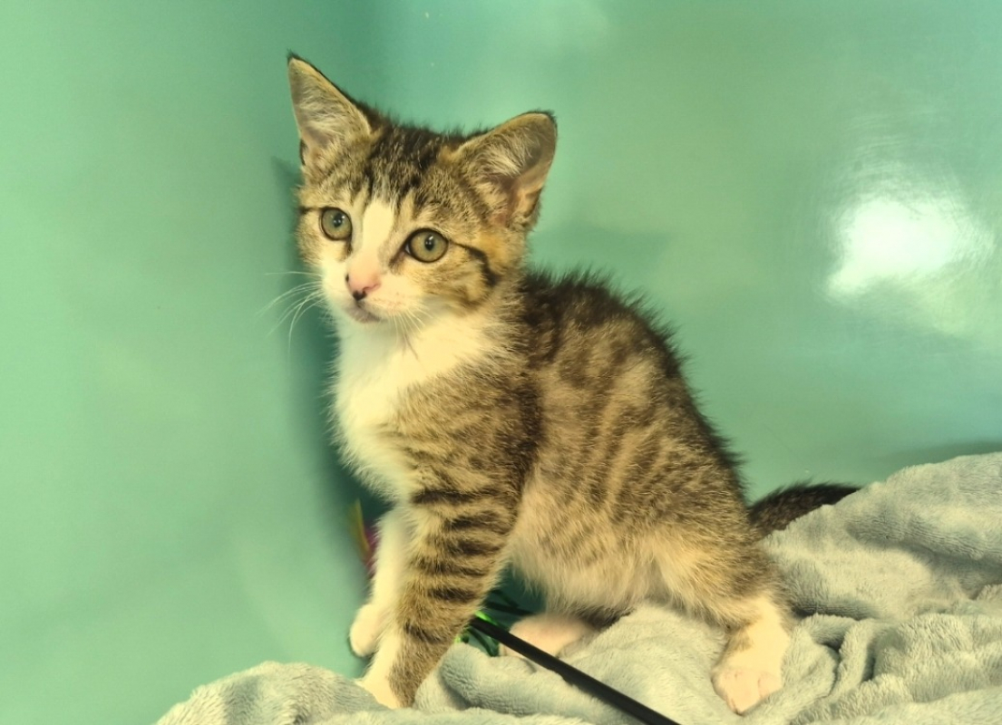 Silver - Chat Européen à adopter - photo 6