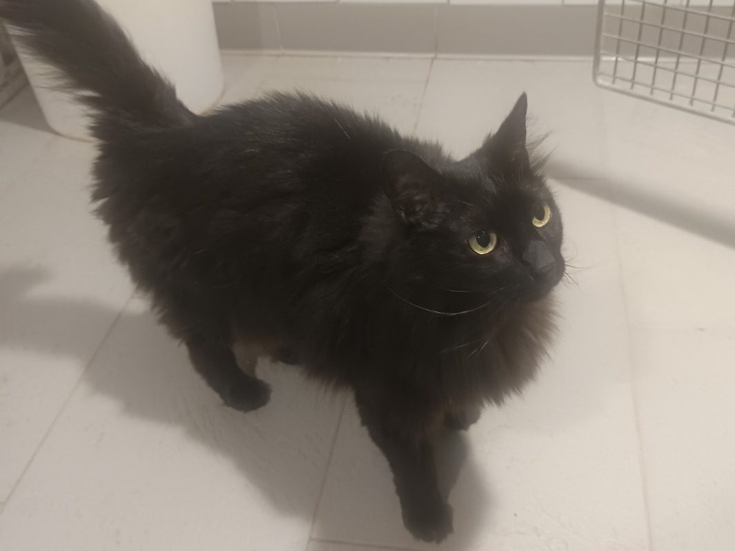 Gaïa - Chat Européen à adopter
