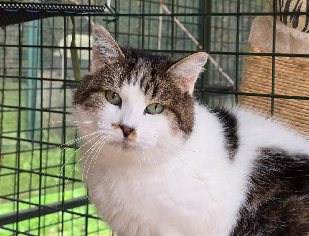 Minet - Chat Européen à adopter