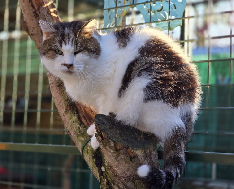 Minet - Chat Européen à adopter - photo 2