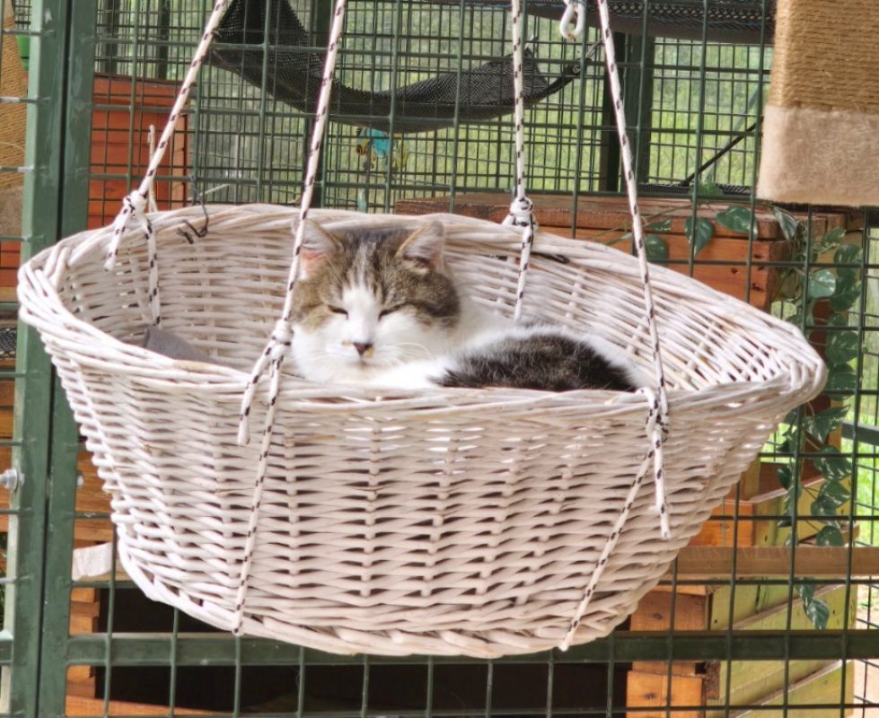 Minet - Chat Européen à adopter - photo 3