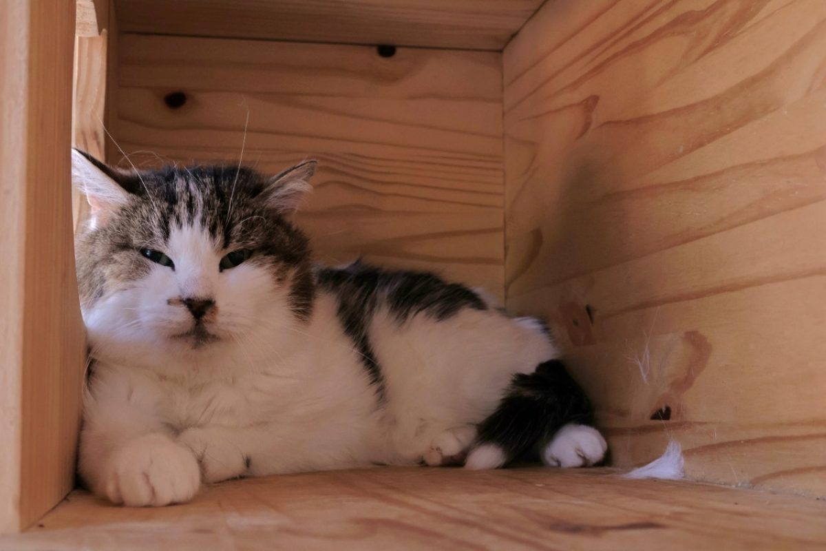 Minet - Chat Européen à adopter - photo 4