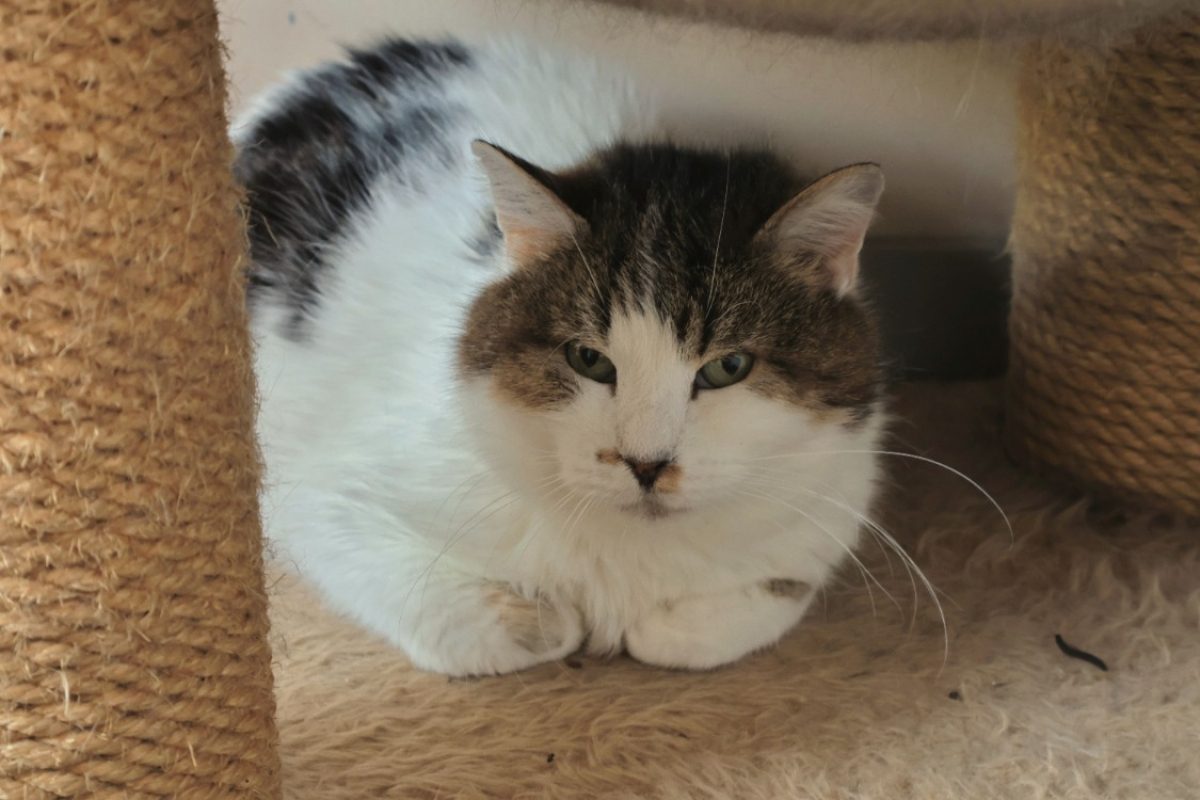 Minet - Chat Européen à adopter - photo 5