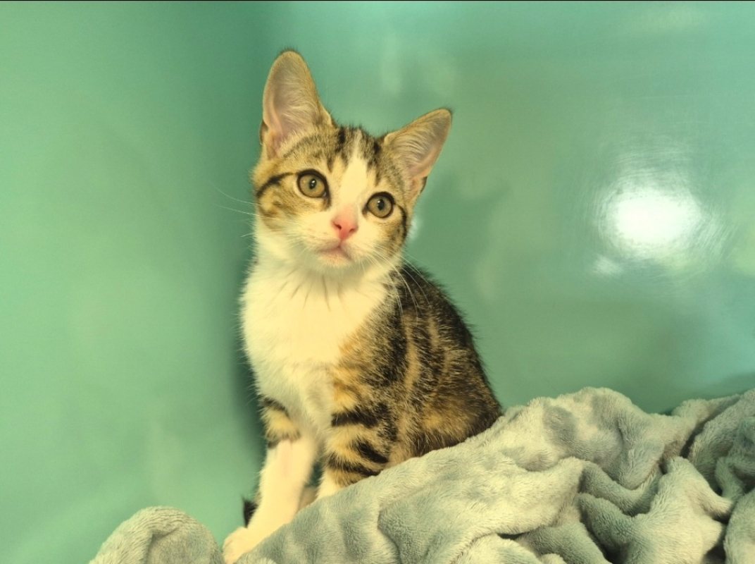 Kirby - Chat Européen à adopter